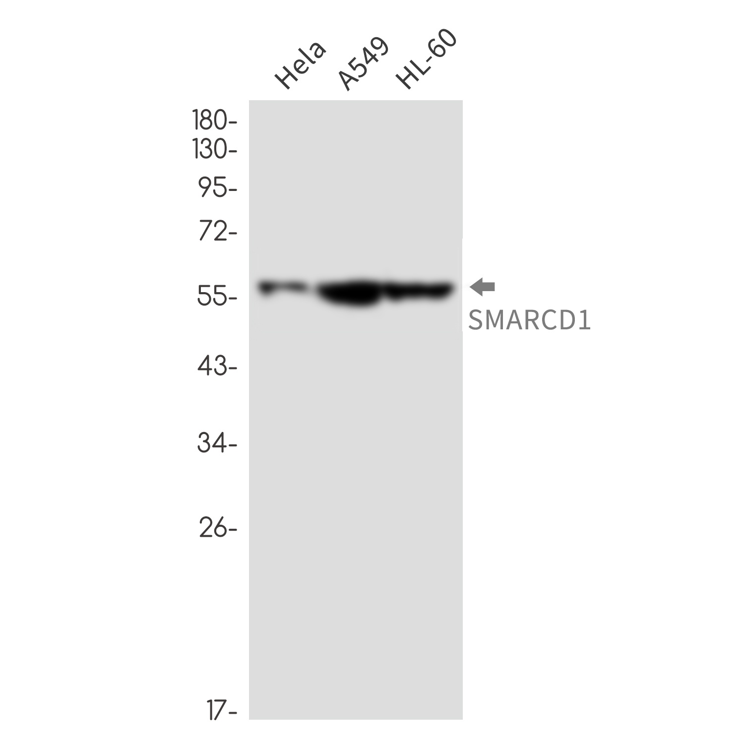 SMARCD1 Antibody