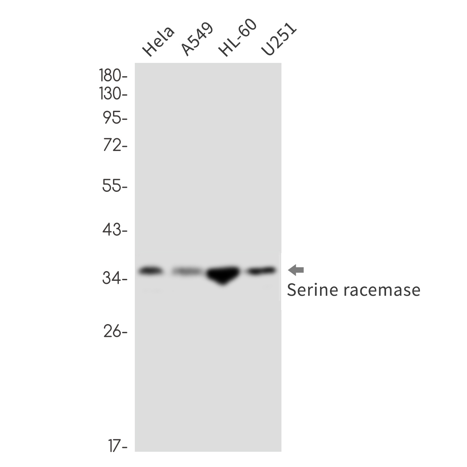 SRR Antibody