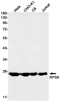 RPS8 Antibody