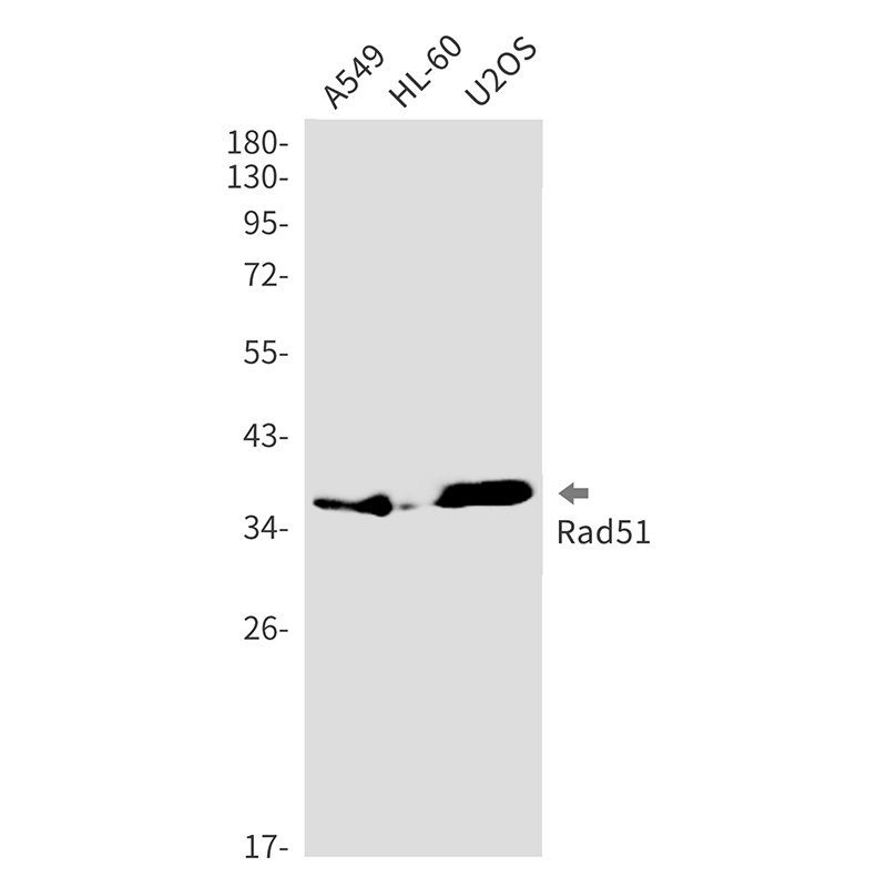 Rad51 Rabbit Monoclonal Antibody