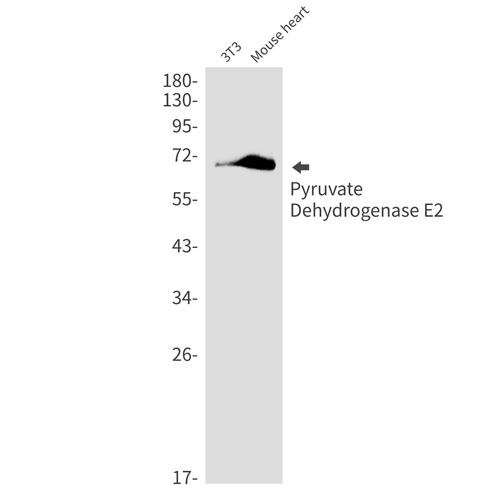 DLAT Antibody