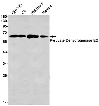 DLAT Antibody