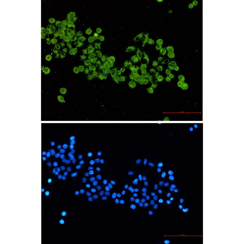 DLAT Antibody