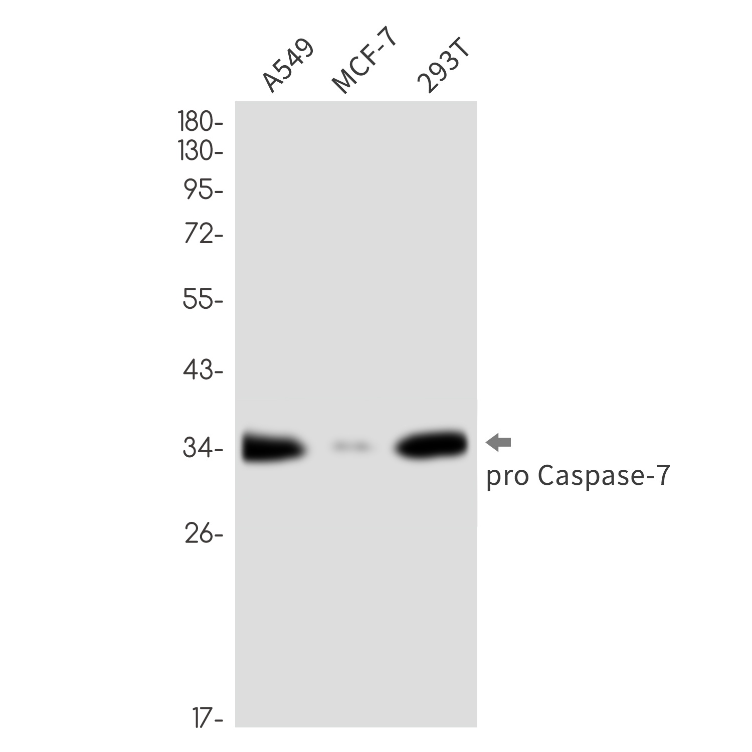 Caspase 7 Rabbit Monoclonal Antibody