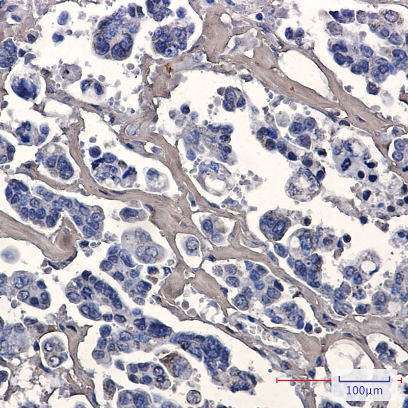 Caspase 7 Rabbit Monoclonal Antibody