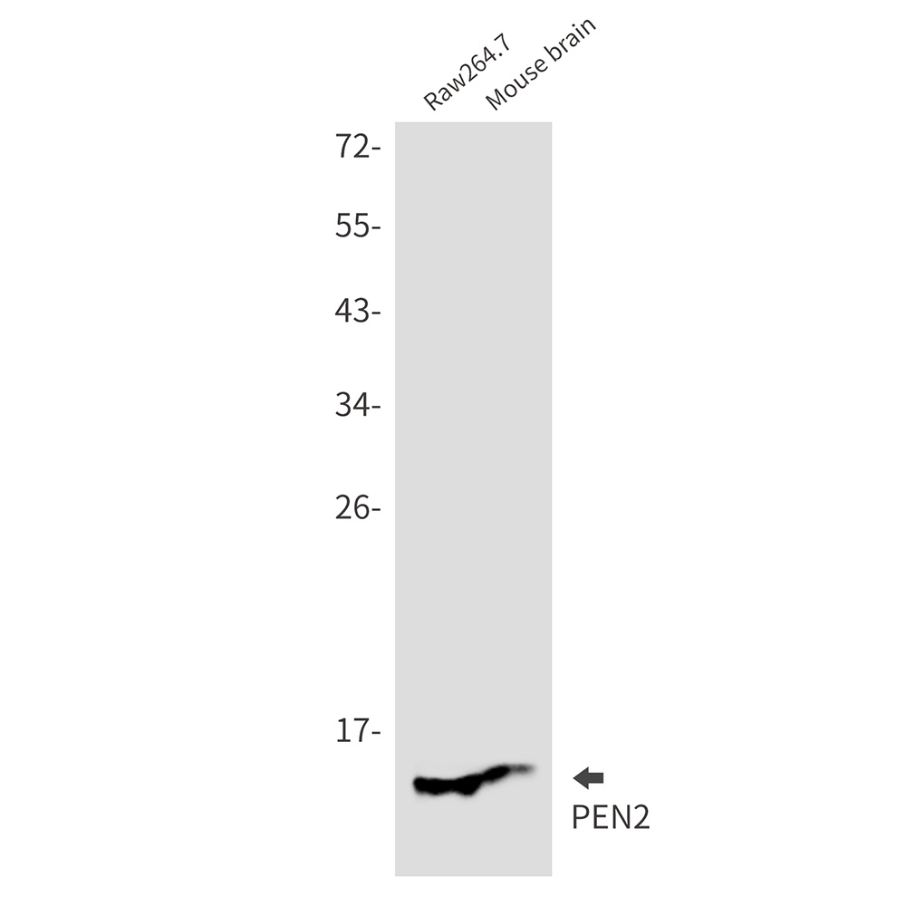 PSENEN Antibody