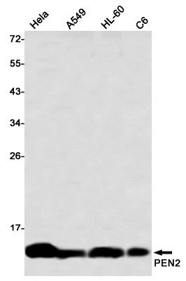 PSENEN Antibody
