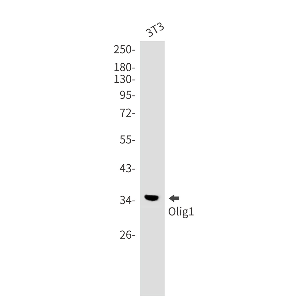 OLIG1 Antibody