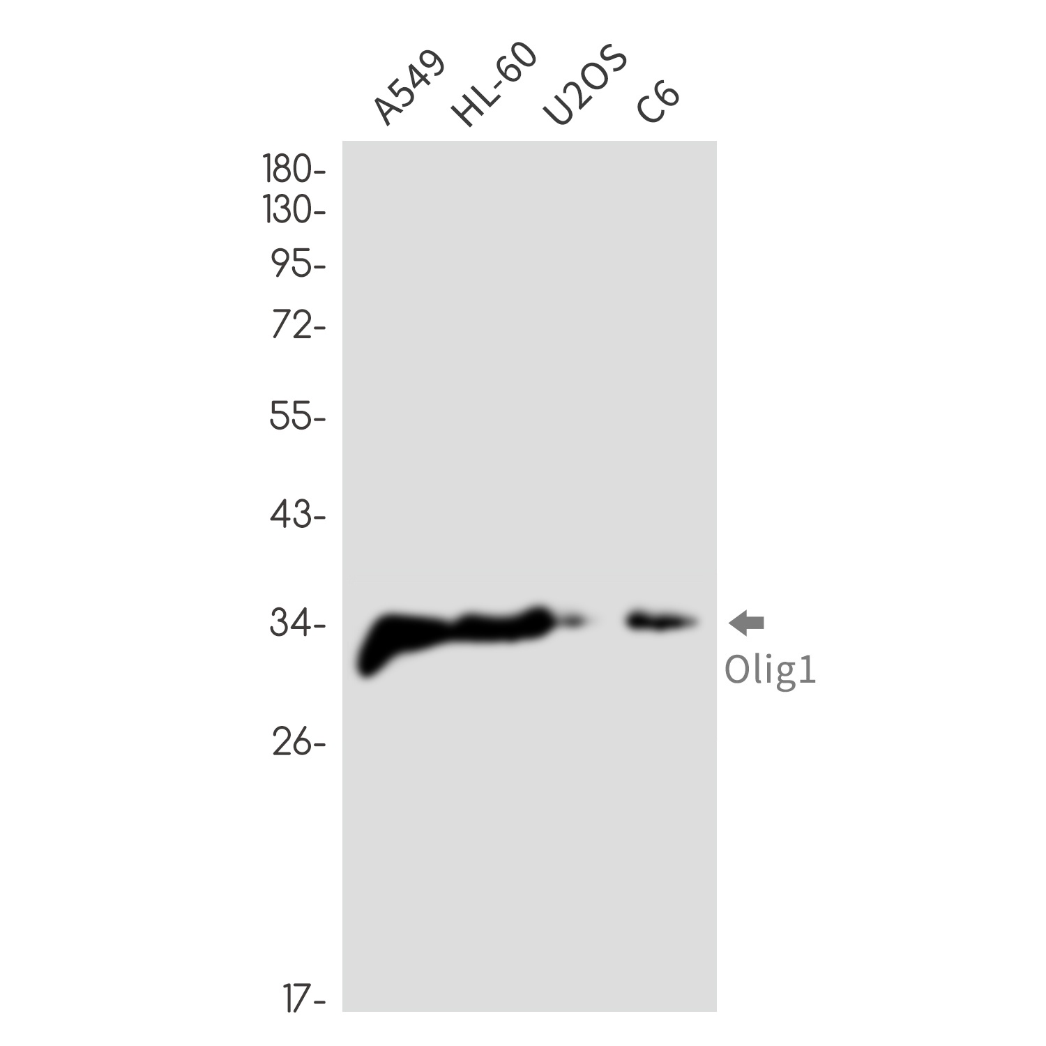 OLIG1 Antibody