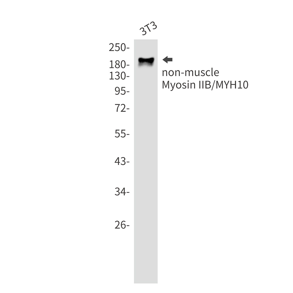 MYH10 Antibody