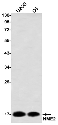 NME2 Rabbit Monoclonal Antibody