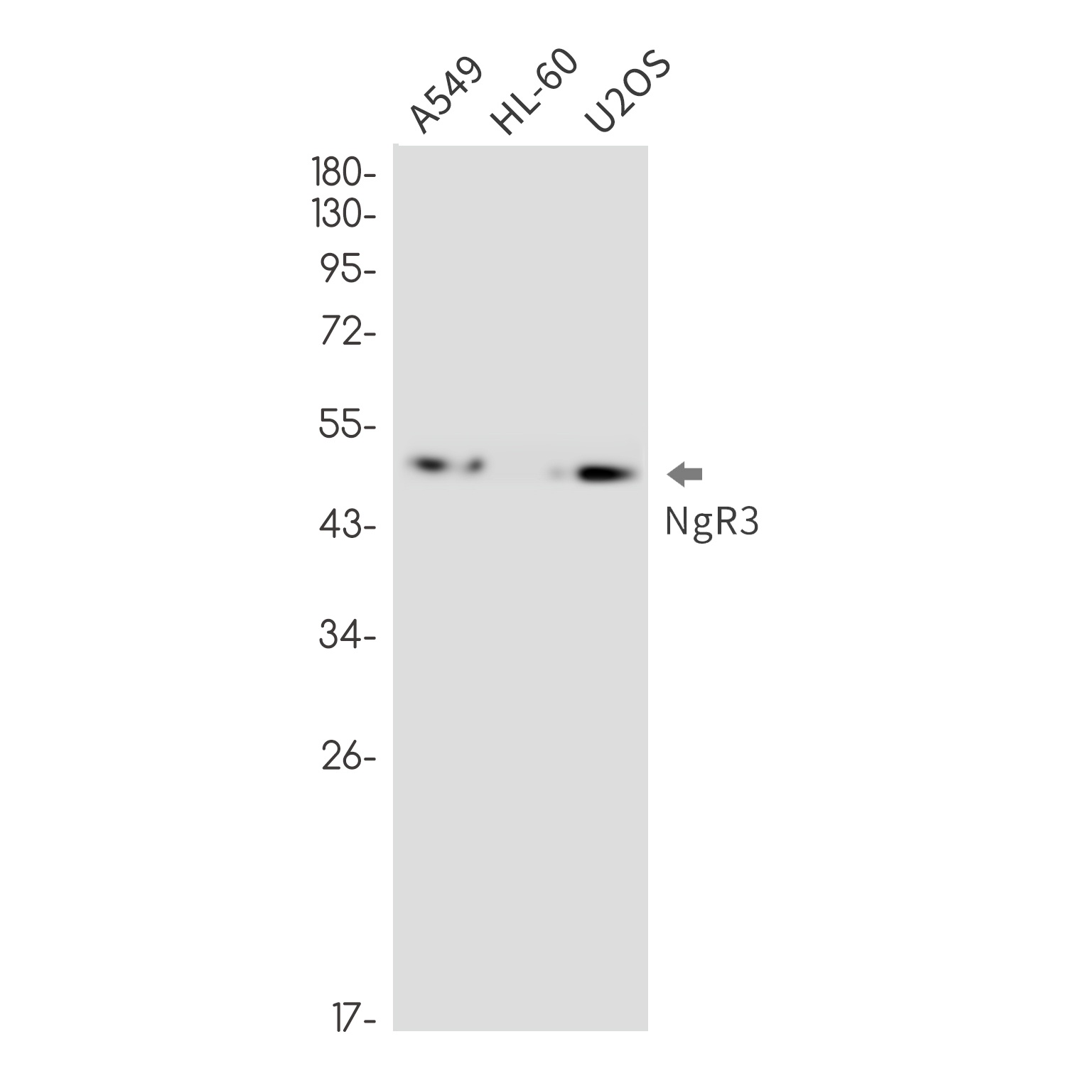 RTN4RL1 Antibody