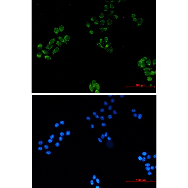 MRPS18B Antibody