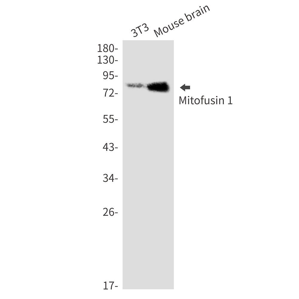 Mfn1 Antibody