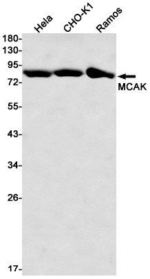 KIF2C Antibody