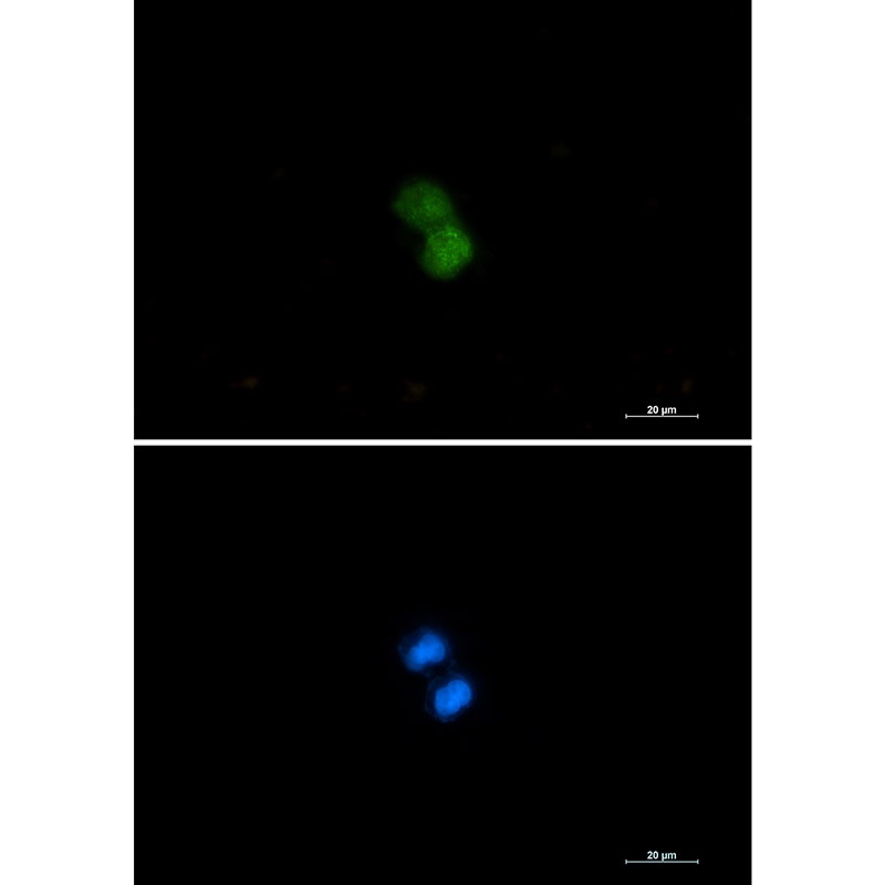 KAT7 Rabbit Monoclonal Antibody