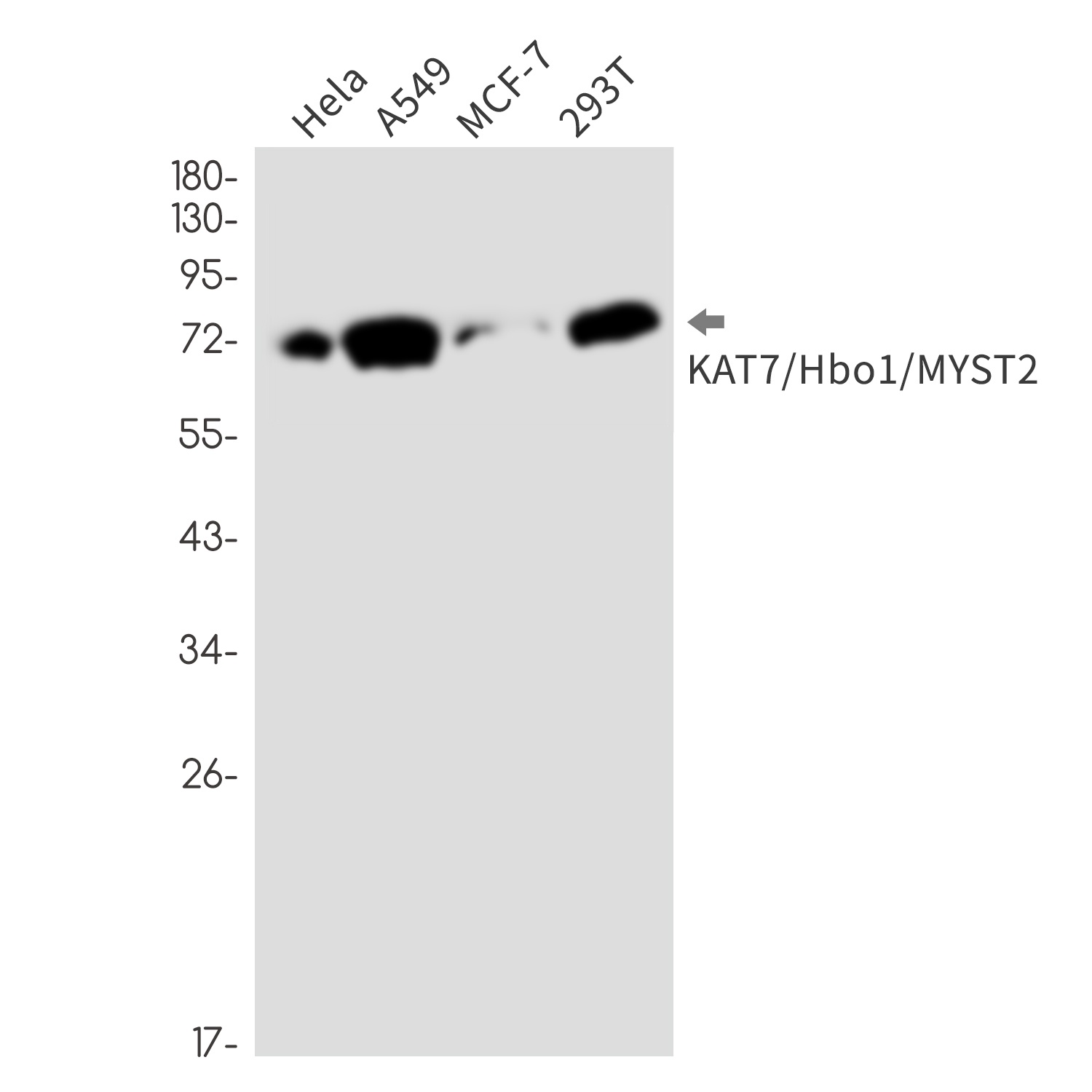 KAT7 Rabbit Monoclonal Antibody