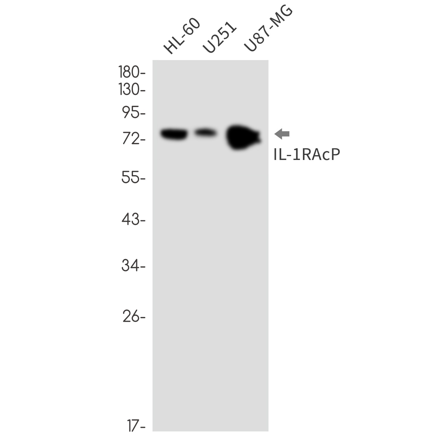 IL1RAP Antibody