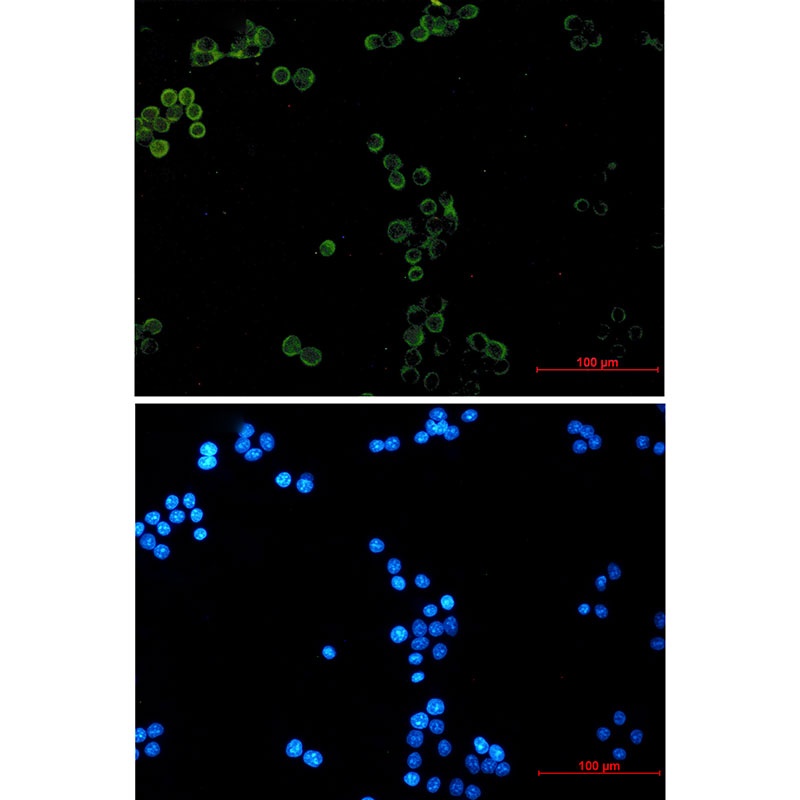 GPX1 Antibody