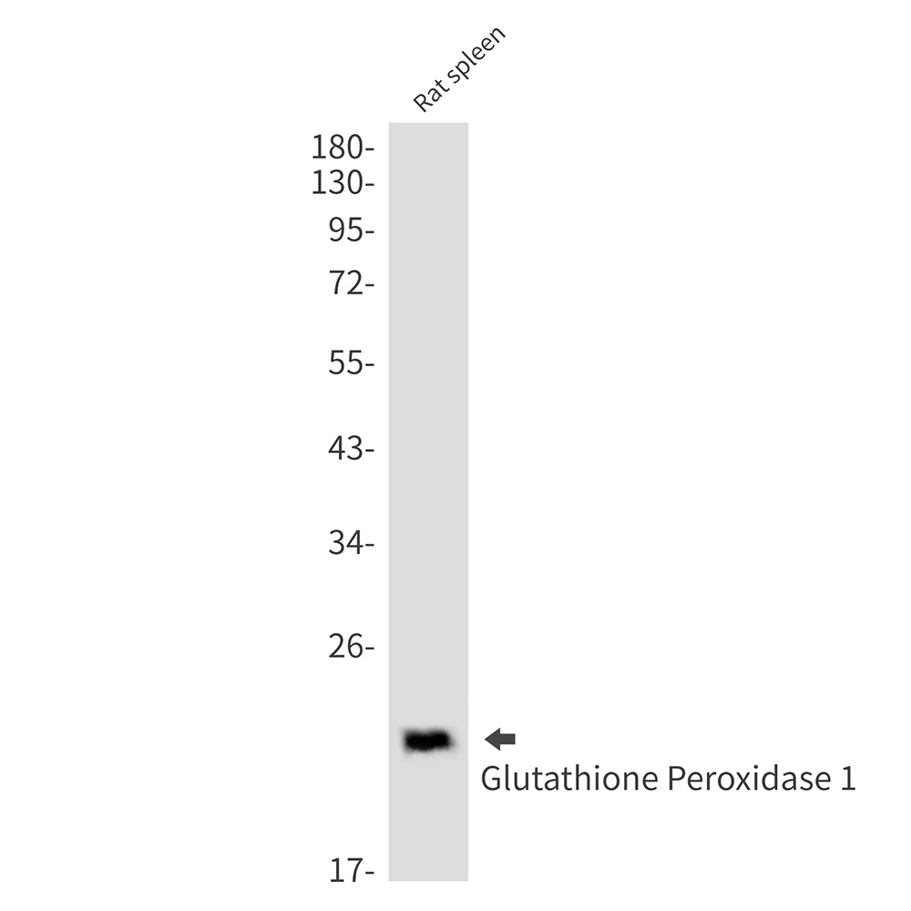 GPX1 Antibody