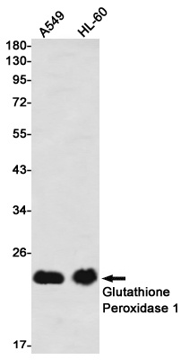 GPX1 Antibody