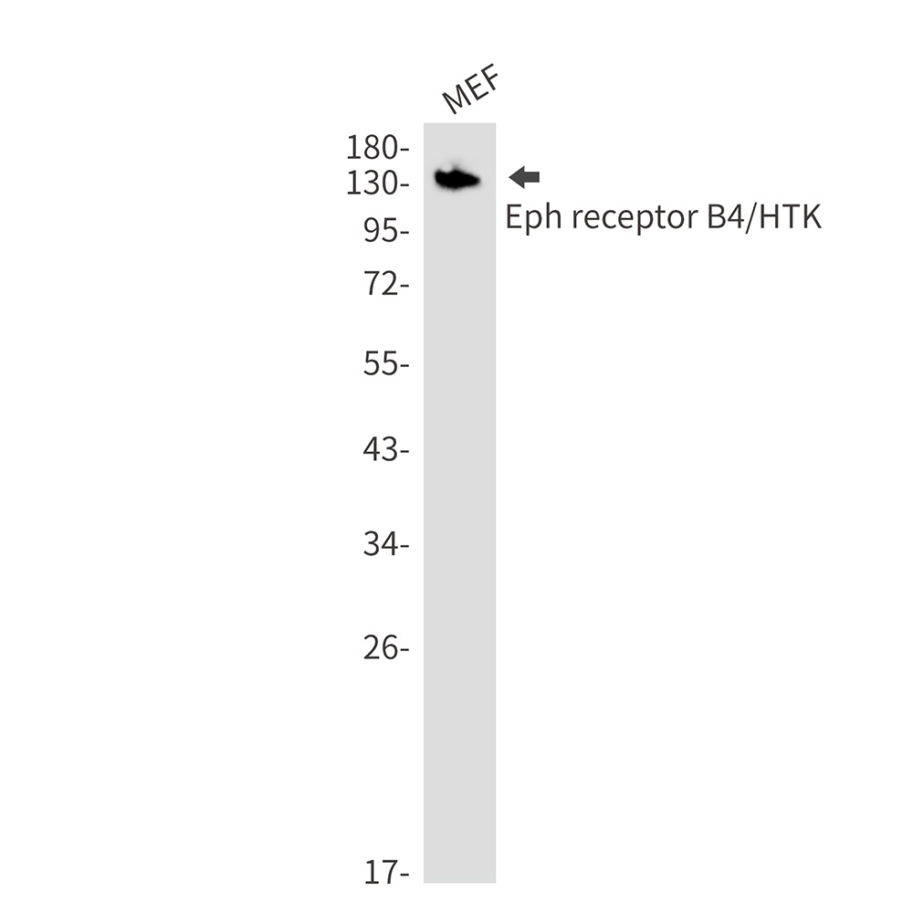 EPHB4 Antibody