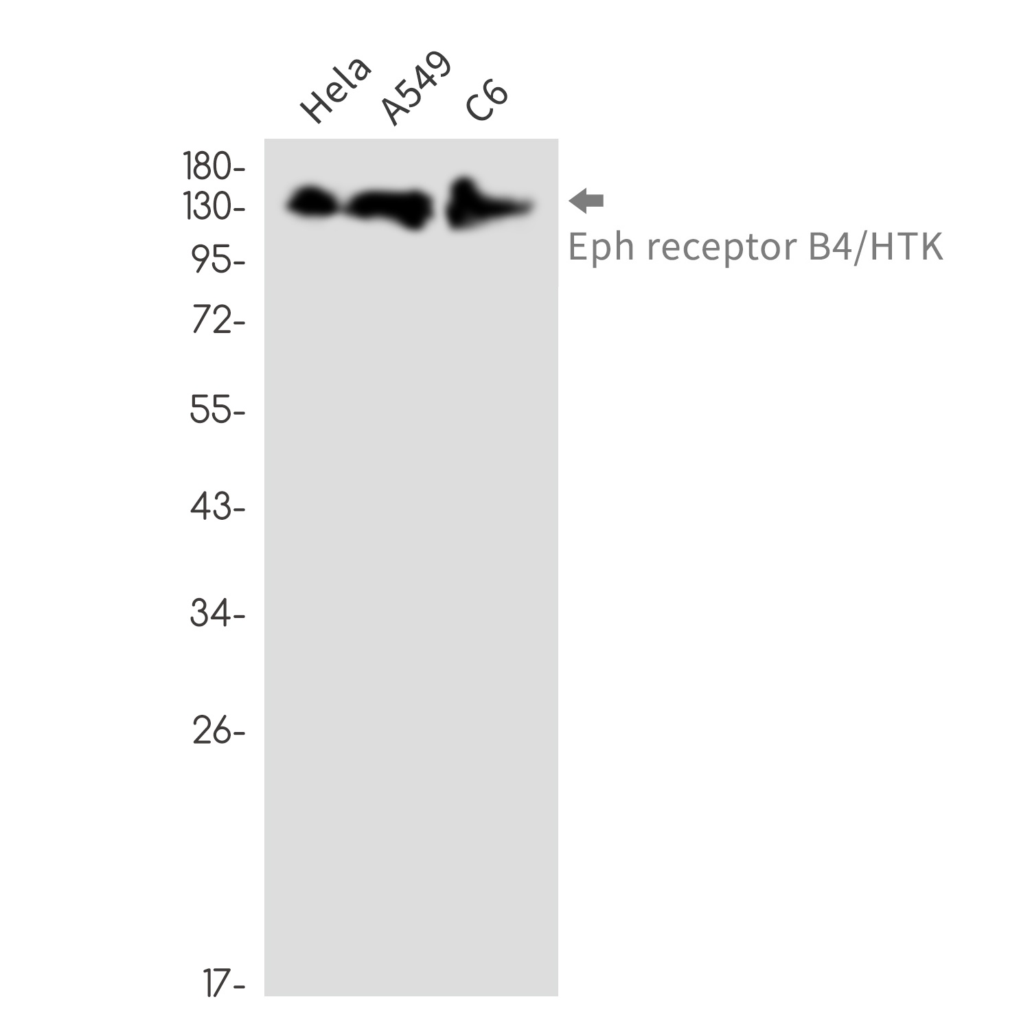 EPHB4 Antibody
