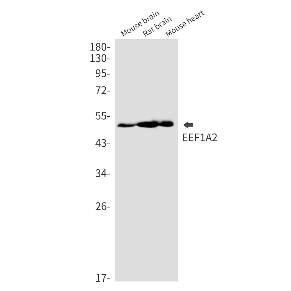 EEF1A2 Antibody