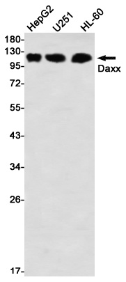 DAXX Antibody