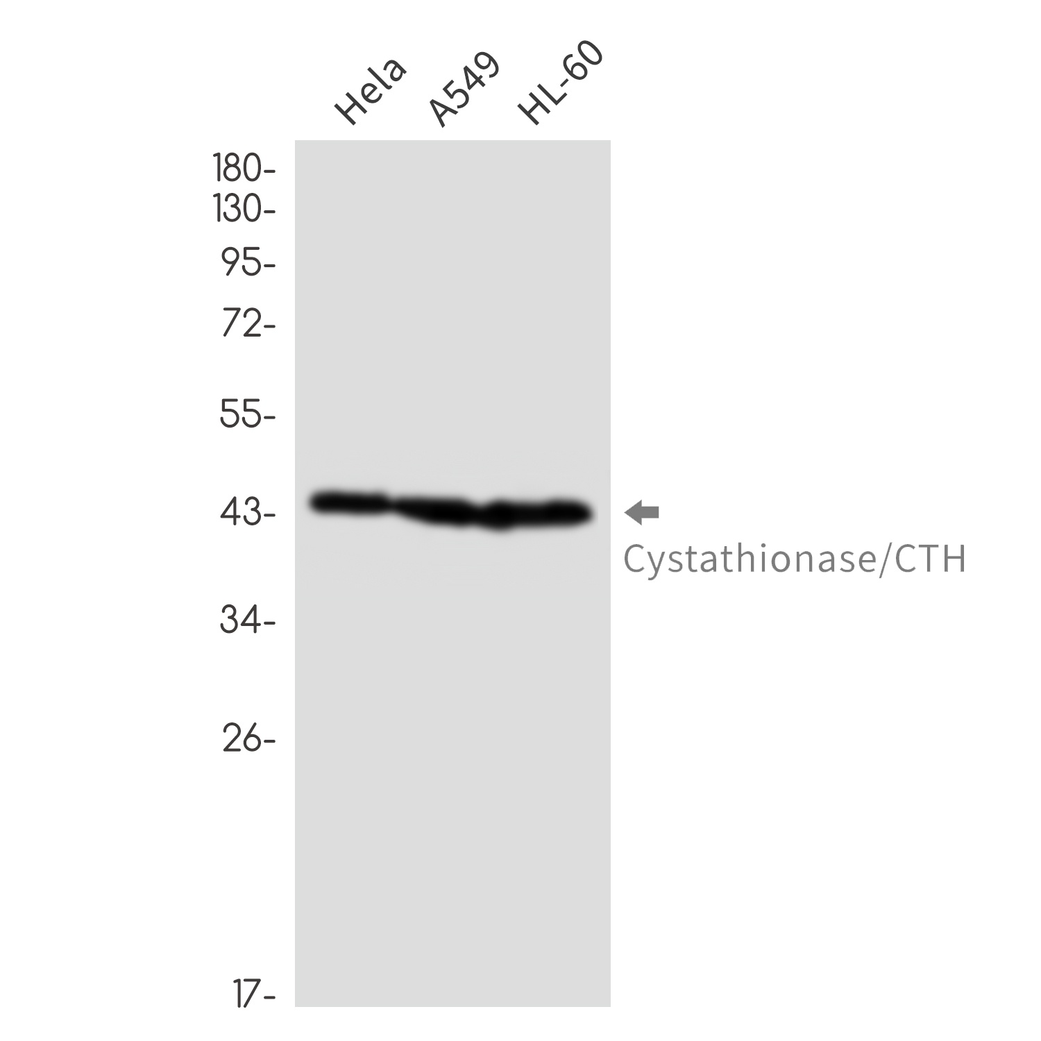 CTH Antibody