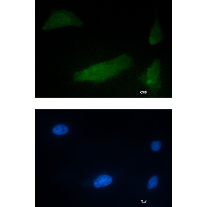 CELF1 Antibody