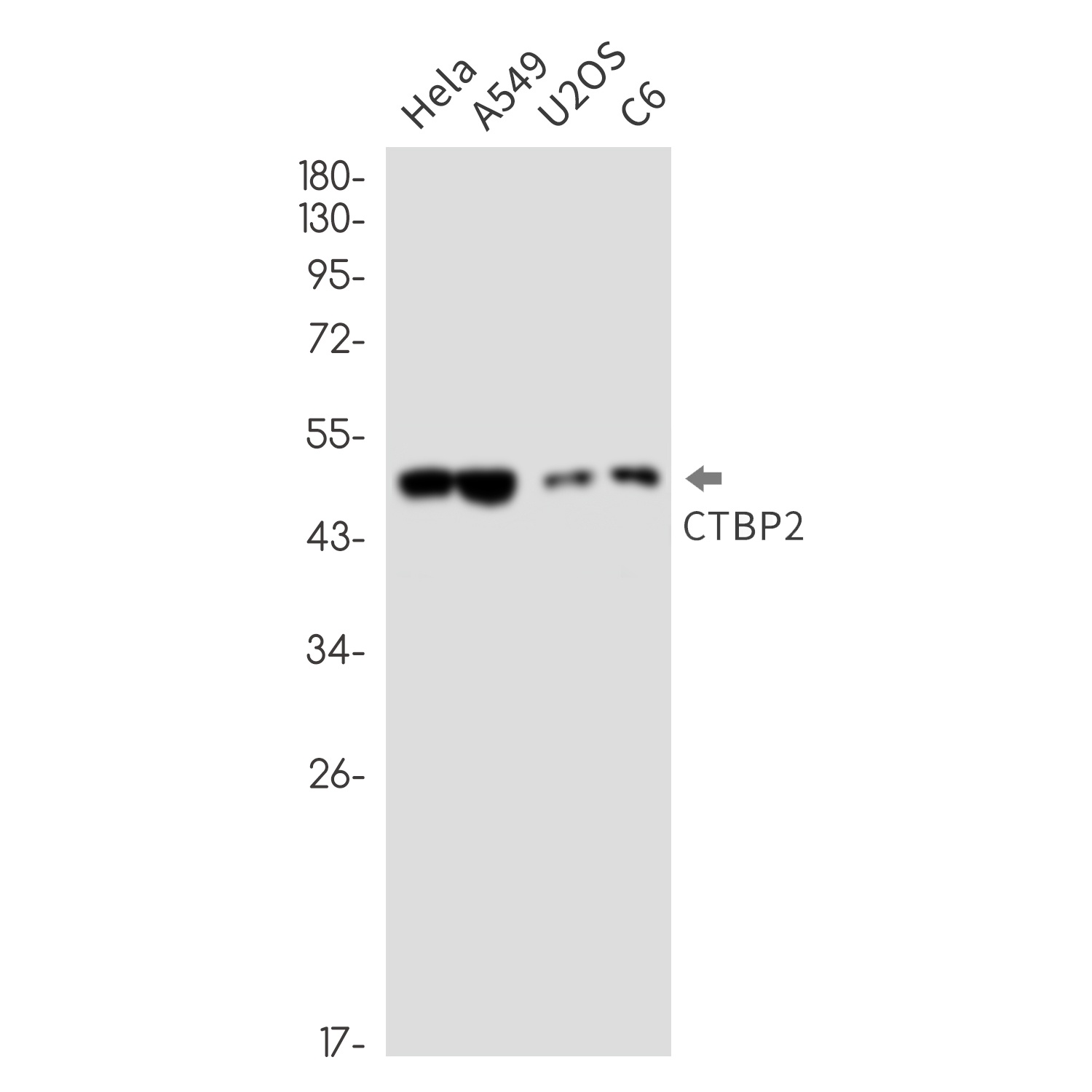 CTBP2 Antibody