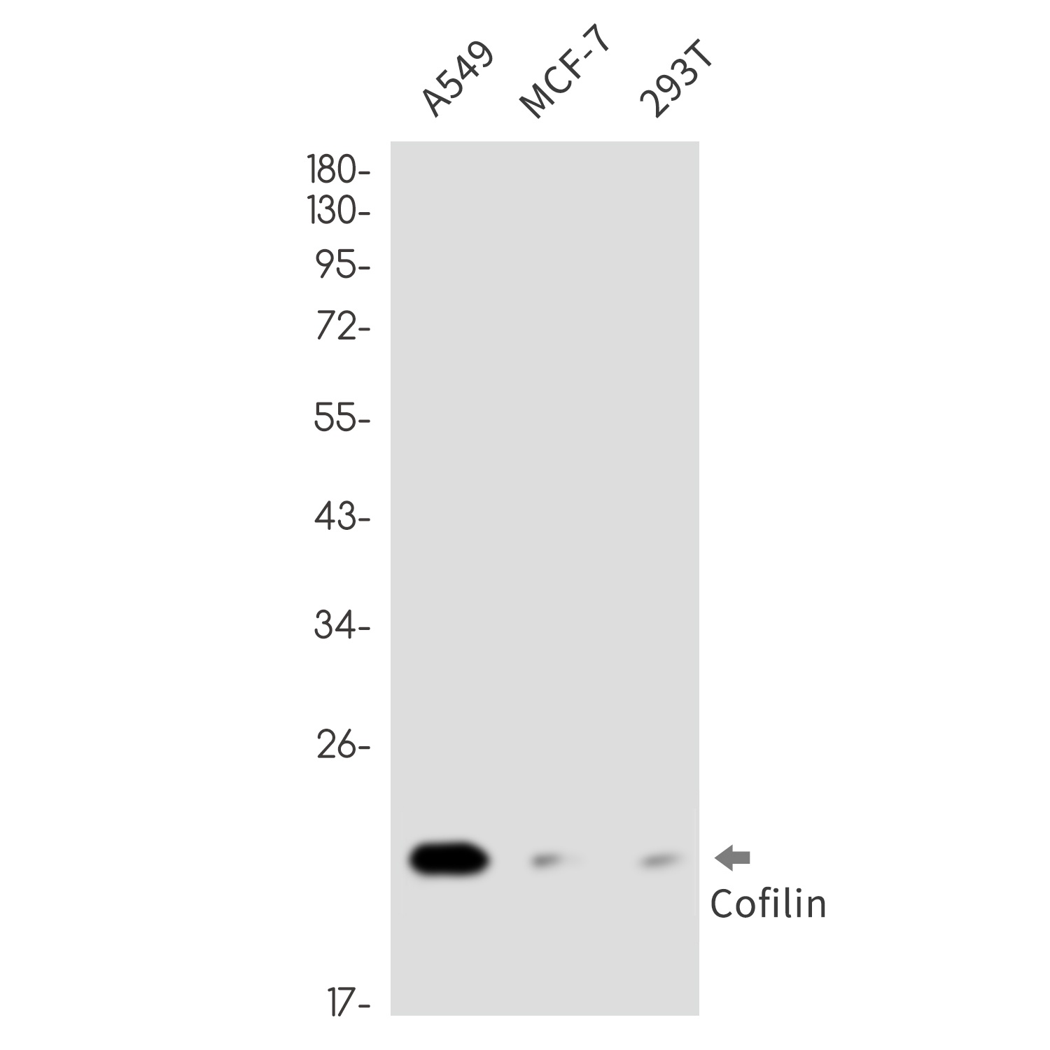 CFL1 Antibody