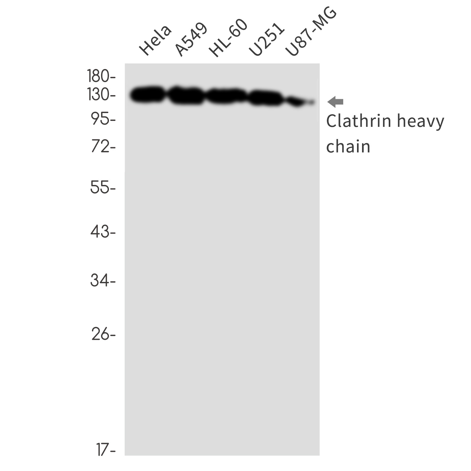 CLTC Antibody