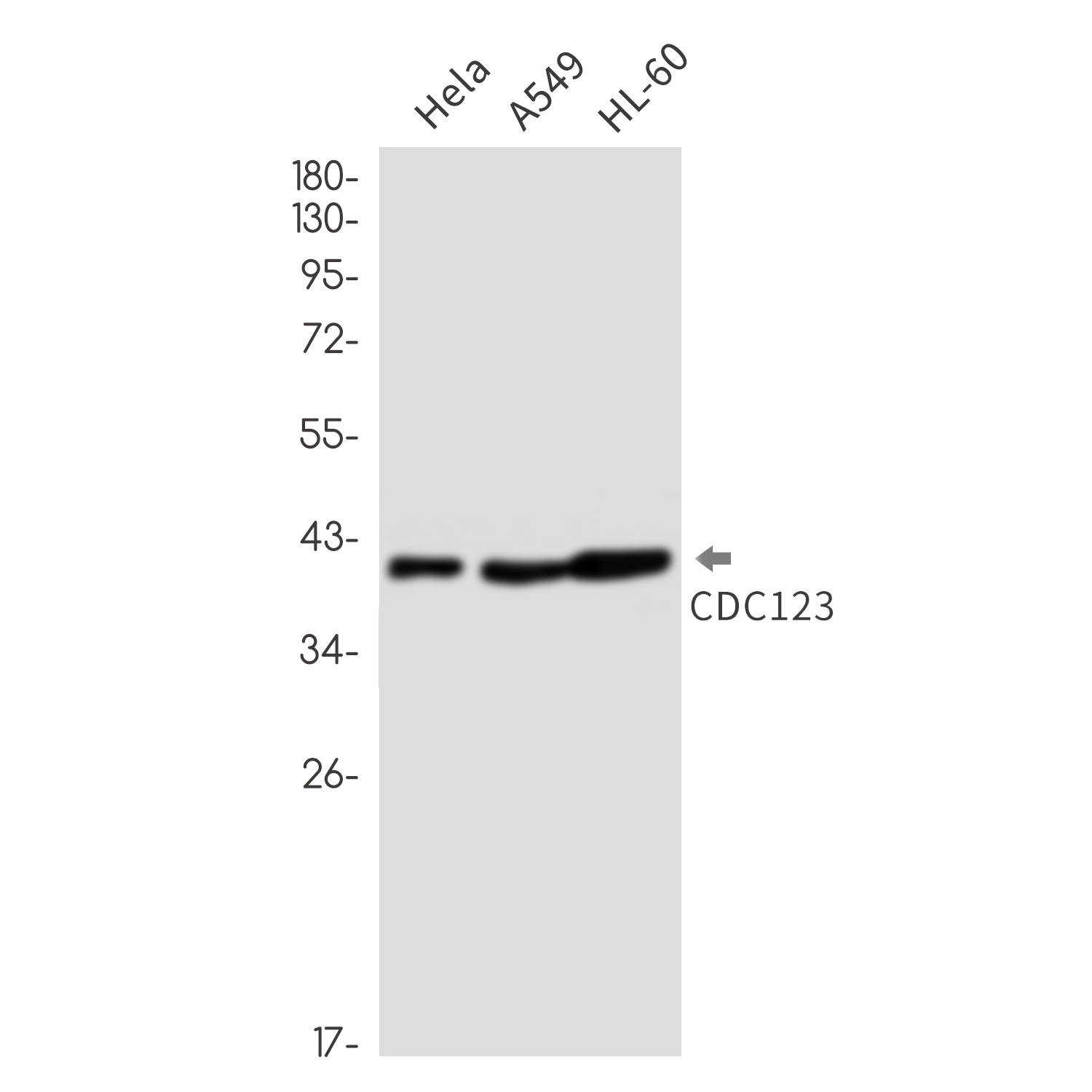 CDC123 Antibody
