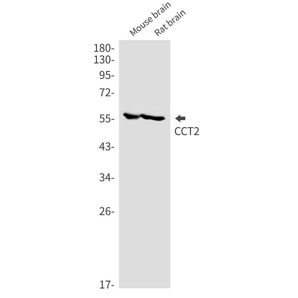 CCT2 Antibody