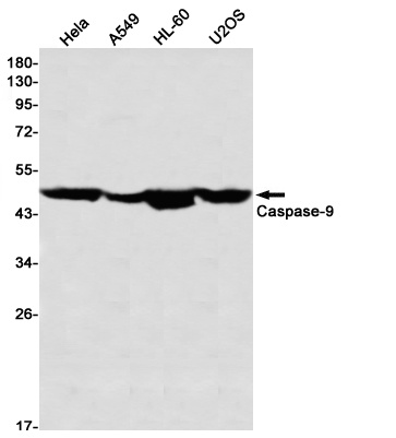 CASP9 Antibody
