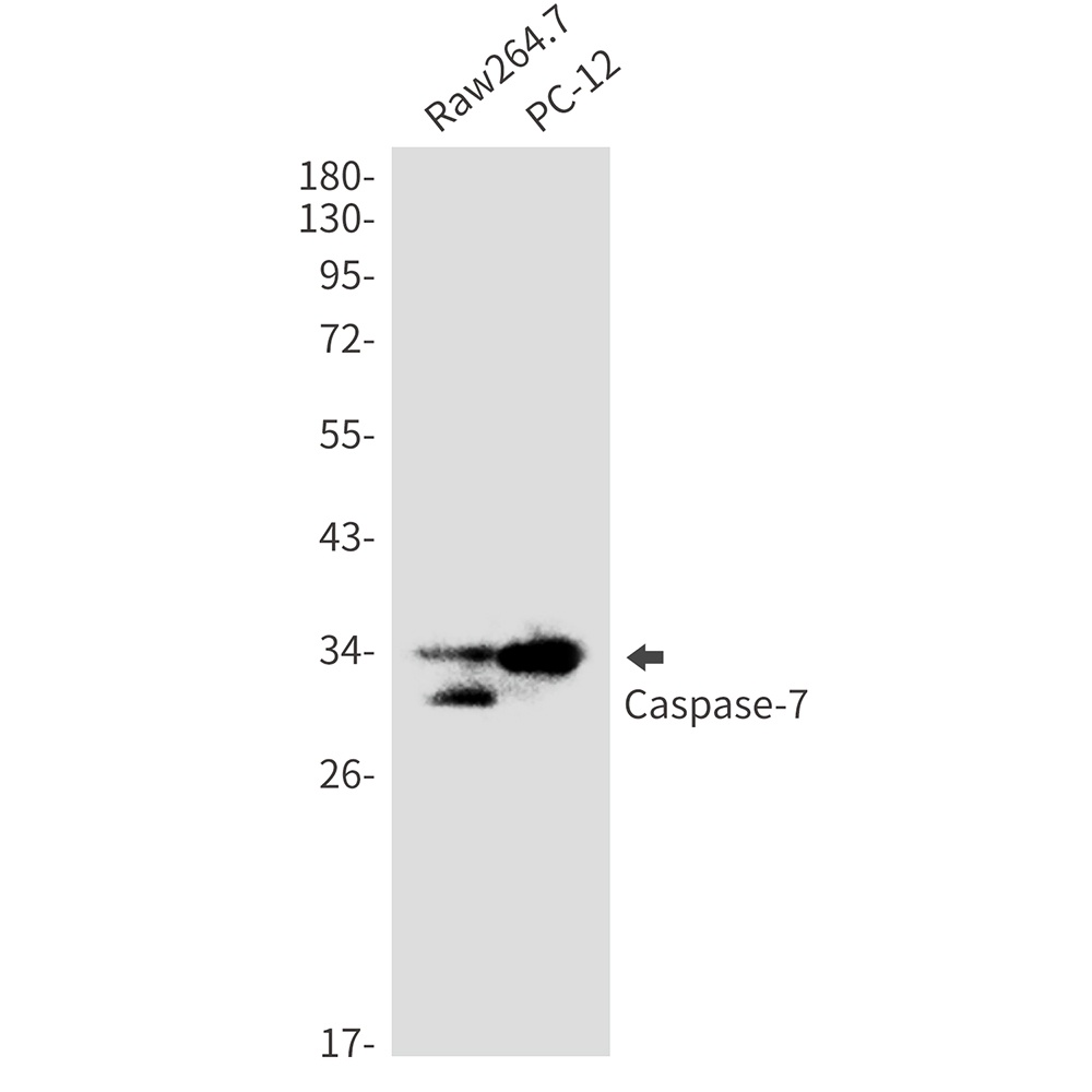 Caspase 7 Rabbit Monoclonal Antibody
