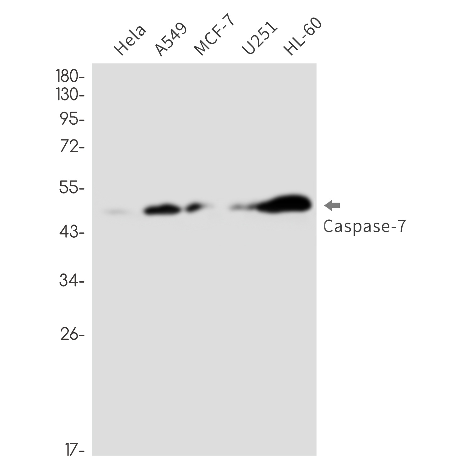 Caspase 7 Rabbit Monoclonal Antibody