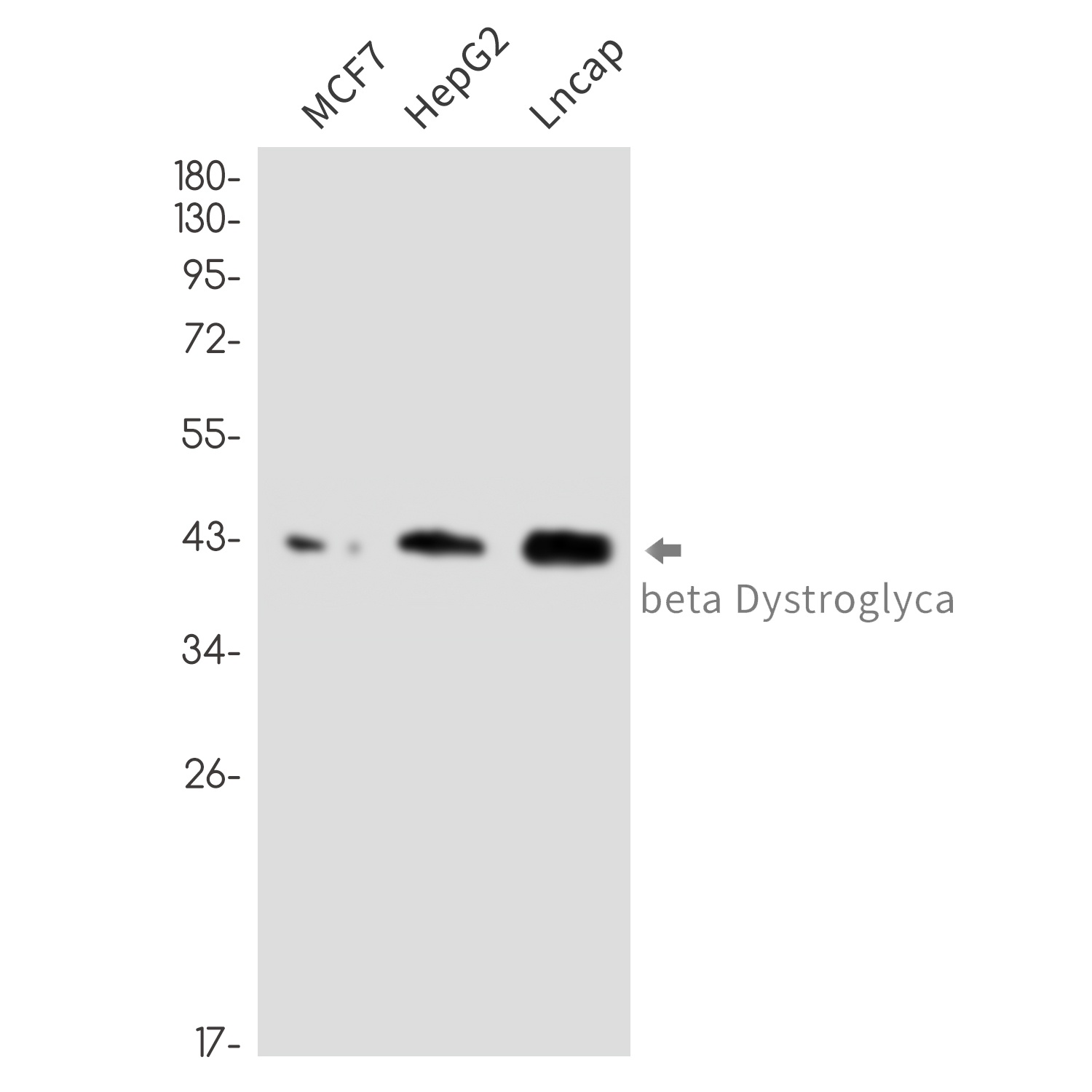 DAG1 Antibody
