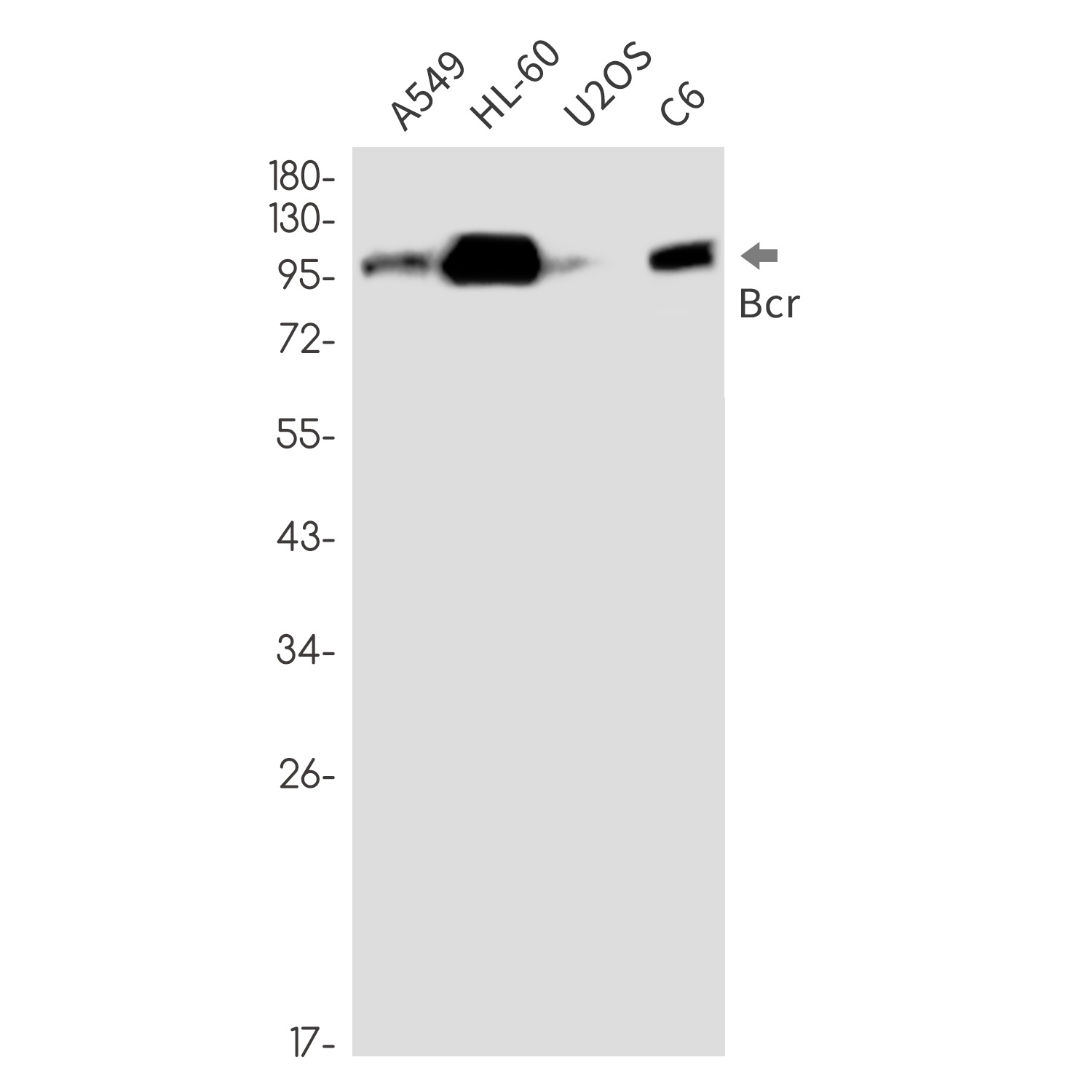 BCR Antibody