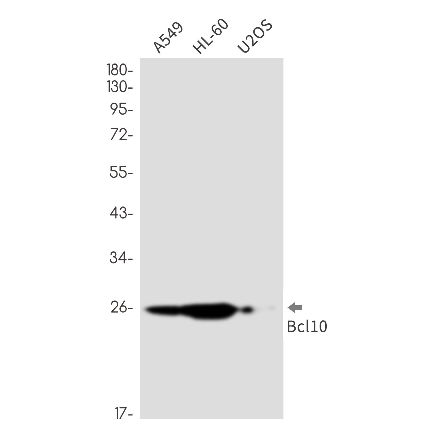 BCL10 Antibody