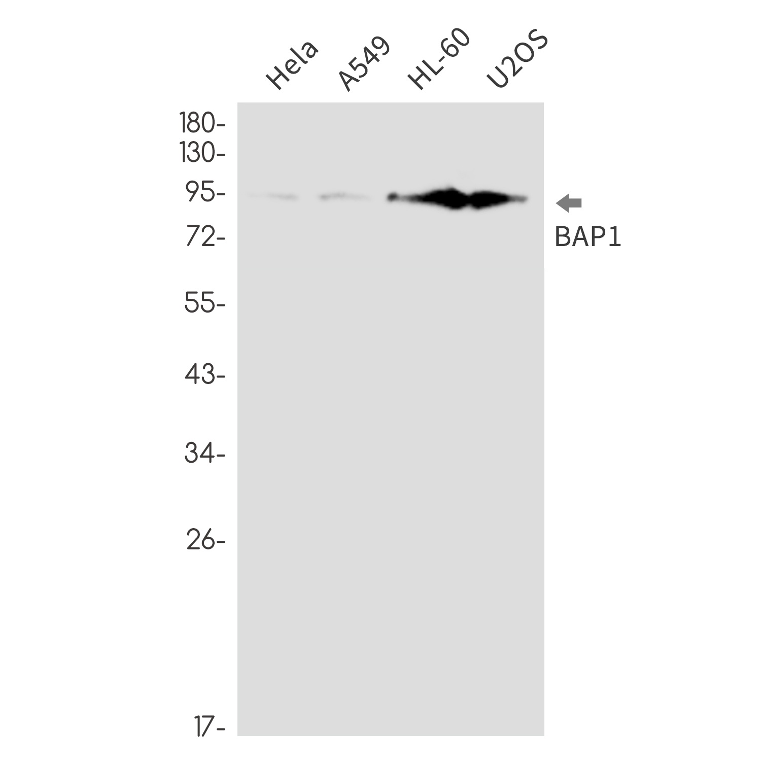BAP1 Antibody