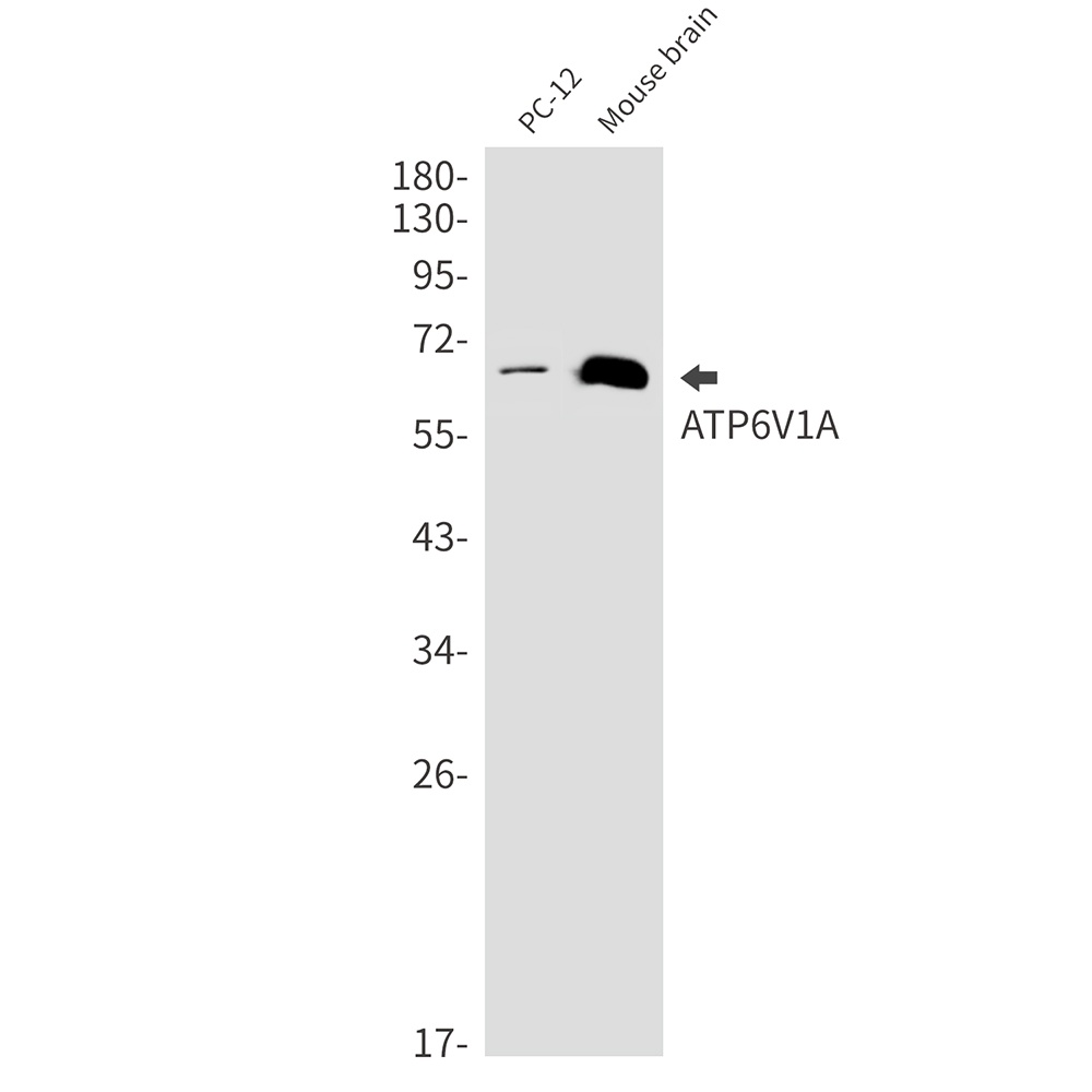 ATP6V1A Antibody