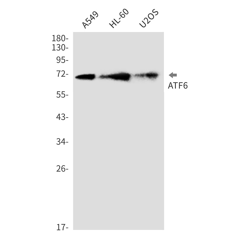 ATF6 Antibody
