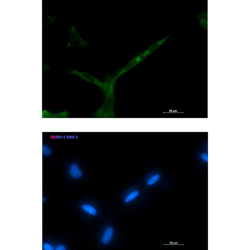 APC Antibody