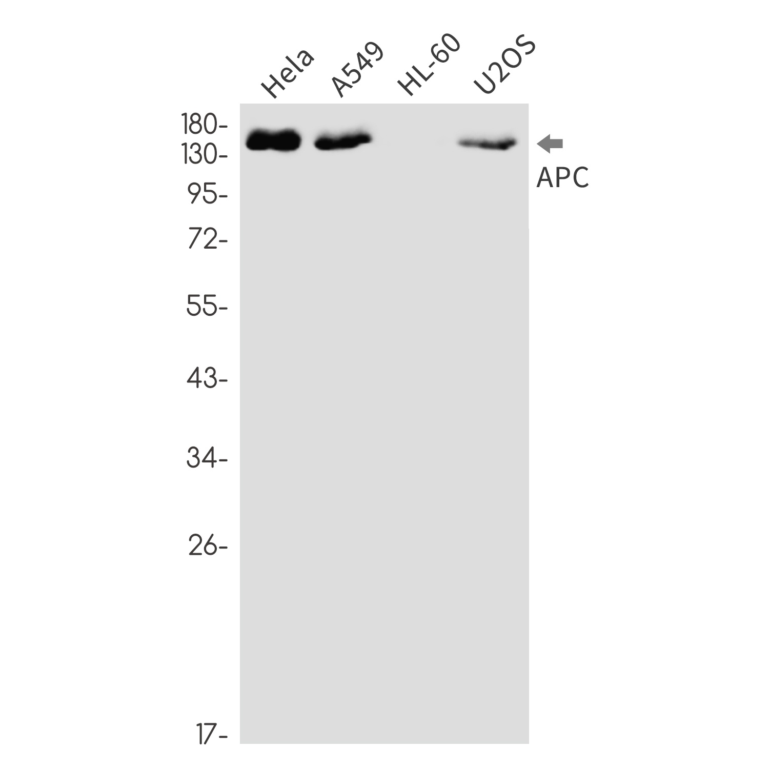 APC Antibody