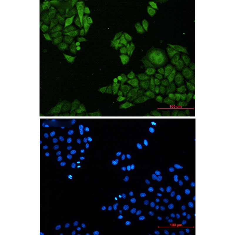 ANXA4 Antibody