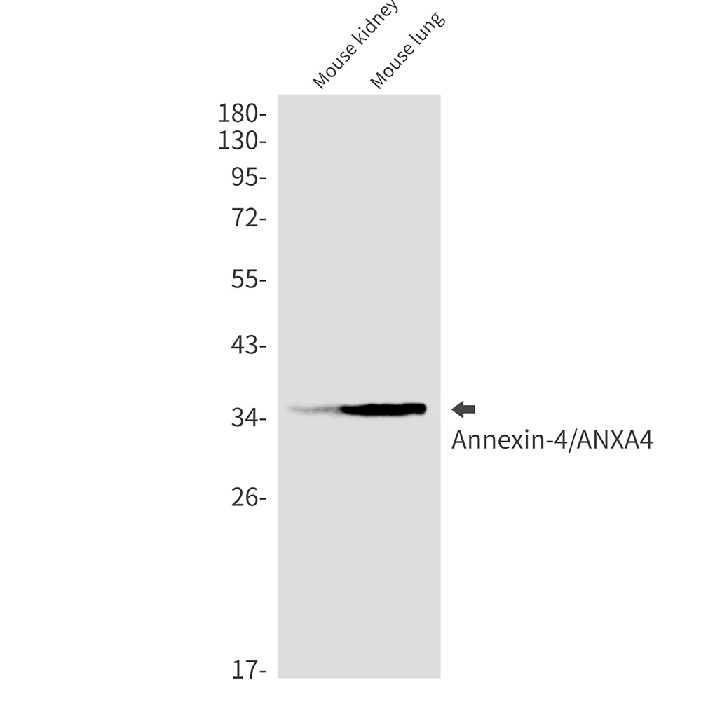 ANXA4 Antibody