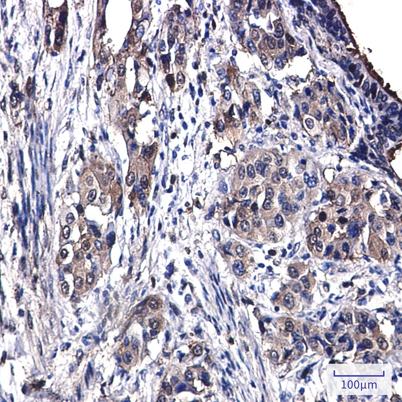 ANXA4 Antibody
